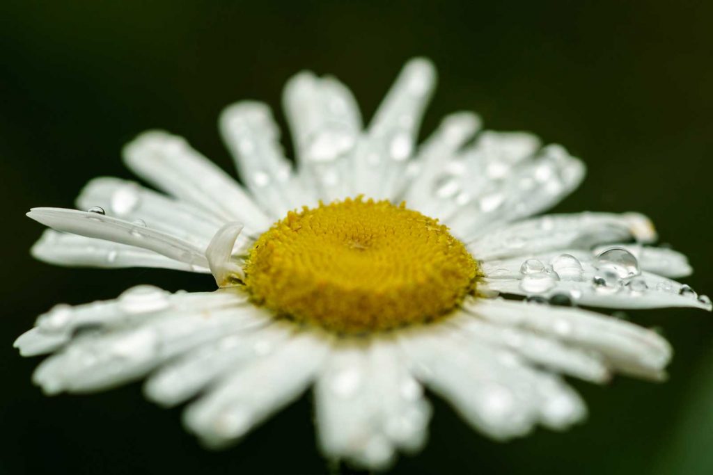 Close up flower photo shot by Martin von Ottersen